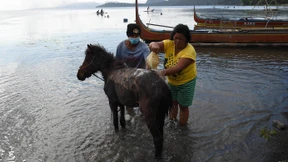 Vulkan-Anwohner retten ihre Pferde
