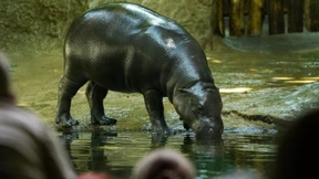 Abschied von Zwerghippo Toni