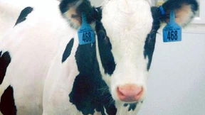 Mit dem Auerochs begann’s