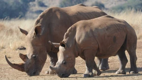 Erste Erfolge im Kampf gegen die Wilderei