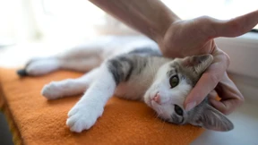 Katze verdrängt Wellensittich