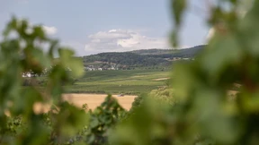 Winzer müssen experimentieren