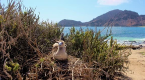 Kranke Vögel auf Galápagos-Inseln werden untersucht