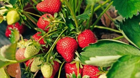 In Folientunneln reifen die ersten Erdbeeren der Saison