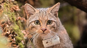Aus dem Zoo in die Freiheit