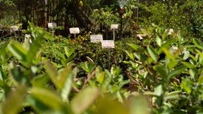 Eine Bremse für den Klimawandel