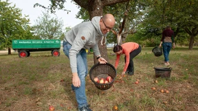 Apfelgespinstmotte verhindert Rekordernte