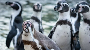 Zoo schließt wegen Windböen – Lage beruhigt sich aber schnell