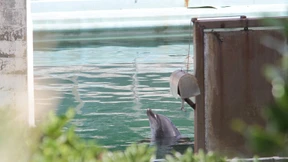 Zoobesitzer lassen illegal gefangene Tiere zurück