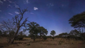 Das Nashorn braucht seine Hüter