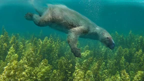 Dickschädel als Taucher im Vorteil