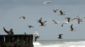 Tausende tote Vögel an Nord- und Ostsee