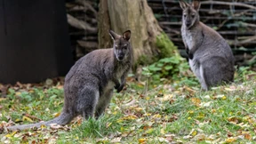 Unbekannter enthauptet zwei Kängurus in Solinger Tierpark