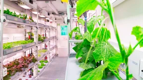 Mit dem Pinsel von Blüte zur Blüte