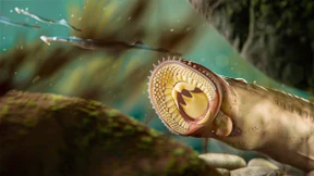 Mit solchen Zähnen braucht man keinen Kiefer