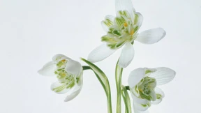 Blick unters Röckchen