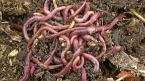 Im Fußballrasen ist der Wurm drin