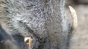 Wildschwein beißt Mann - Verkäufer muss zahlen