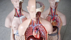 Das Herz ist ein mieser Verräter