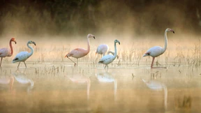 Ganz wie echte Westfalen