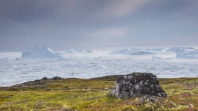 Ökopapst, Europagrün, Grönlandfrust