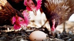 Wie ein Insektizid in die Hühnereier kam