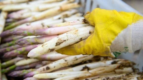 Spargelbauern halb zufrieden