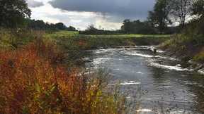 Salzwiesen im Binnenland