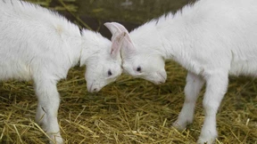 Am Ende war der Bürojob doch Käse
