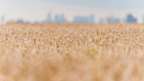Warum Brot und Fritten teurer werden