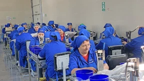 Die Globalisierung macht auch vor der Walnuss nicht halt