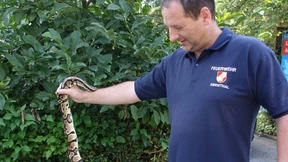 Hund findet Riesenpython im Gras