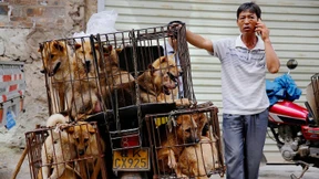 China verbietet Hundefleisch-Verkauf auf Festival