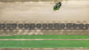 Landwirte experimentieren mit neuen Feldfrüchten