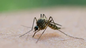 Resistenter Malaria-Erreger breitet sich aus