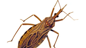 Wie die Chagas-Krankheit künftig bekämpft werden könnte