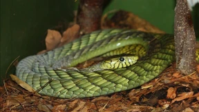 Hochgiftige Grüne Mamba in den Niederlanden ist wieder aufgetaucht