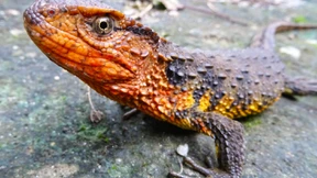 Schneckenfresser und Krokodilschwanz