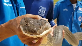 Riesige Königskobra schlängelt sich durch Abwassersystem