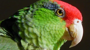 „Dorothy, I love you!“