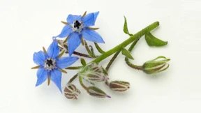 Auf diesen Steinen können Sie kauen