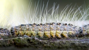 Mainradweg wegen giftiger Raupe gesperrt