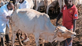 Eine Kuh und die Gesundheit der Welt