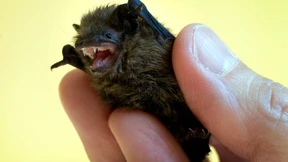 Fledermäuse wichtiger als Glühwein