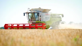 Auch „Kiesköpfe“ mindern Getreideernte