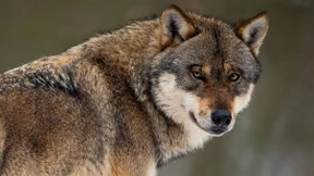 Wolf mitten in Köln gesichtet
