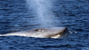 Die Gesänge der Wale gehen im Getöse unter