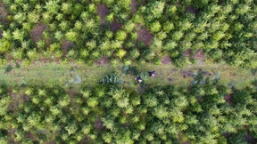 21 Millionen Weihnachtsbäume für deutsche Wohnzimmer