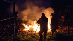 Kampf um die Kirsche