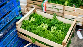 Die dunkle Seite der Petersilie